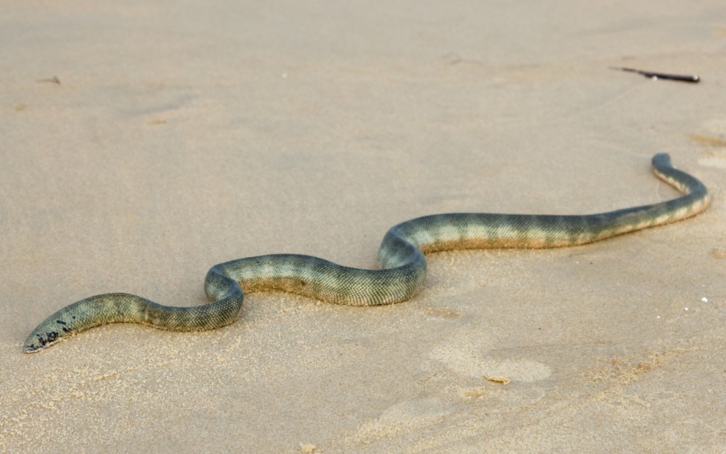 Hook-nosed Sea Snake